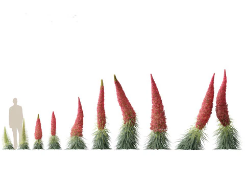 Flowering Perennials Herbs Pack 42 3D Model