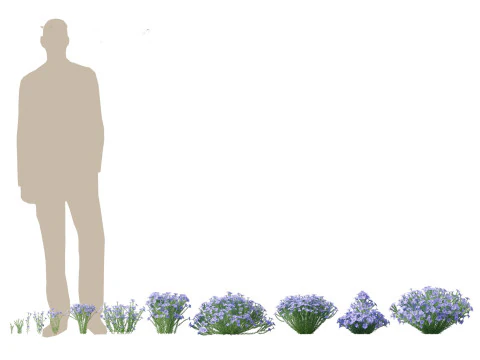 Flowering Perennials Herbs Pack 42 3D Model