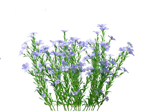 Flowering Perennials Herbs Pack 42 3D Model