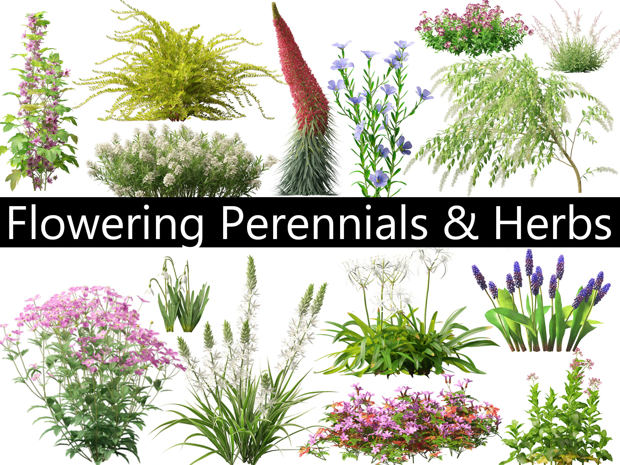 Flowering Perennials Herbs Pack 42 3D Model .c4d .max .obj .3ds .fbx .stl .blend 