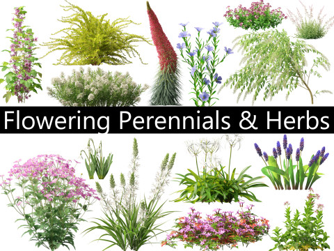 Confezione di erbe perenni da fiore 42 Modello 3D