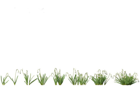 Flowering Perennials Herbs Pack 42 3D Model
