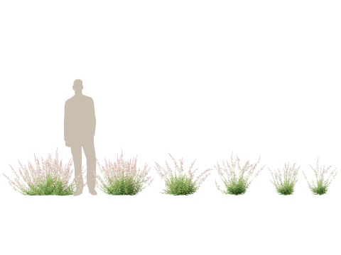 Flowering Perennials Herbs Pack 42 3D Model