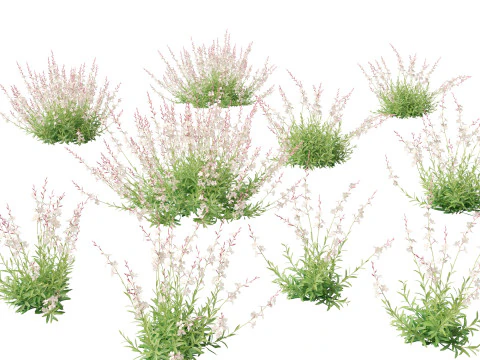 Flowering Perennials Herbs Pack 42 3D Model