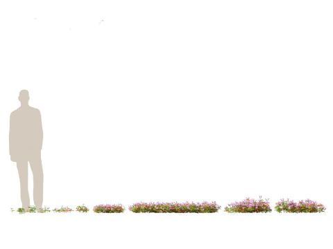 Flowering Perennials Herbs Pack 42 3D Model