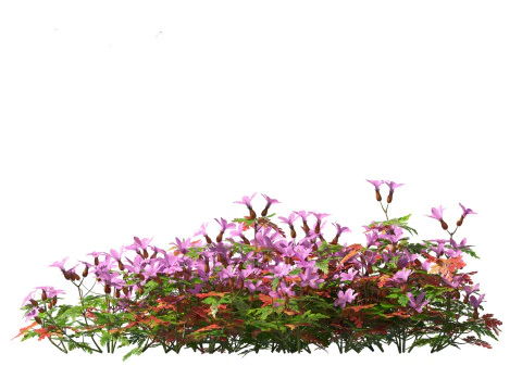 Flowering Perennials Herbs Pack 42 3D Model