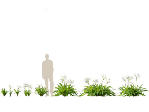 Flowering Perennials Herbs Pack 42 3D Model