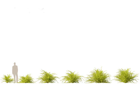 Flowering Perennials Herbs Pack 42 3D Model
