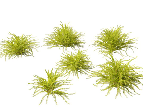 Flowering Perennials Herbs Pack 42 3D Model