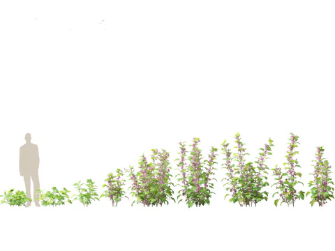 Flowering Perennials Herbs Pack 42 3D Model