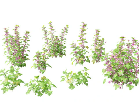Flowering Perennials Herbs Pack 42 3D Model