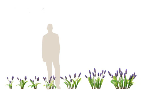 Flowering Perennials Herbs Pack 42 3D Model