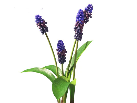 Flowering Perennials Herbs Pack 42 3D Model