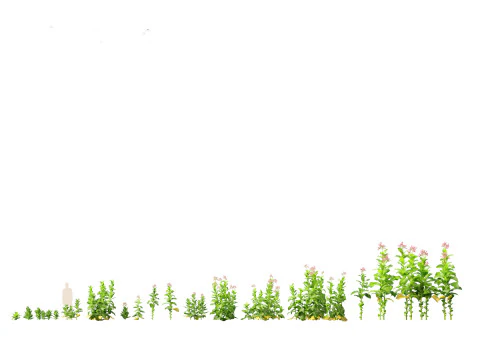 Flowering Perennials Herbs Pack 42 3D Model