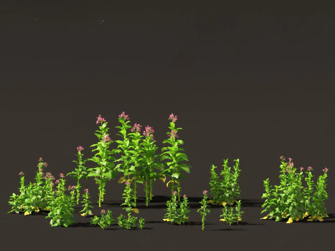 Flowering Perennials Herbs Pack 42 3D Model
