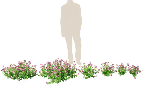 Flowering Perennials Herbs Pack 42 3D Model
