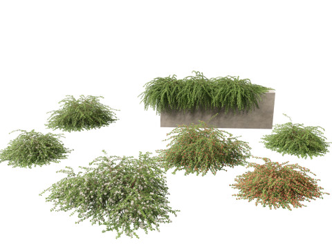 Pacote de arbustos floridos para jardim 47 Modelo 3D