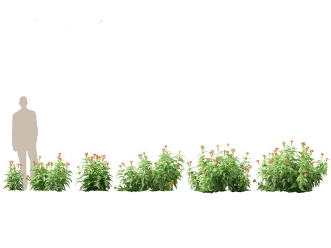 Pacote de arbustos floridos para jardim 47 Modelo 3D