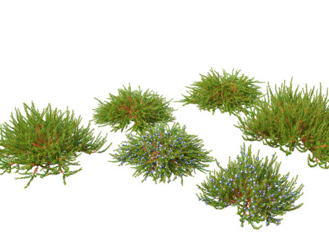 Pacote de arbustos floridos para jardim 47 Modelo 3D