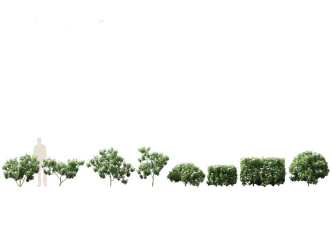 Pacote de arbustos floridos para jardim 47 Modelo 3D