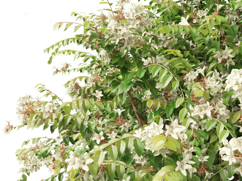 Pacote de arbustos floridos para jardim 47 Modelo 3D