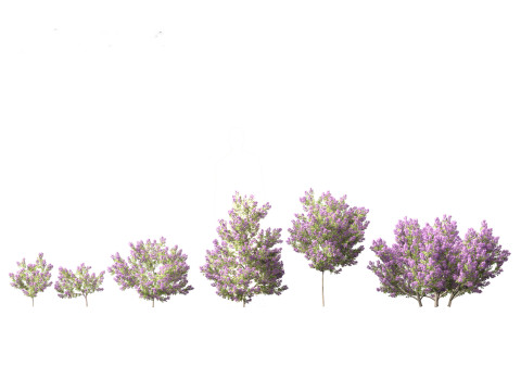 Pacote de arbustos floridos para jardim 47 Modelo 3D