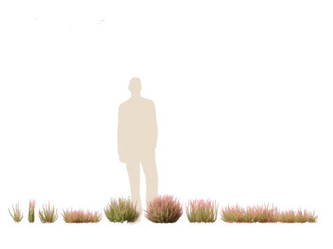 Pacote de arbustos floridos para jardim 47 Modelo 3D