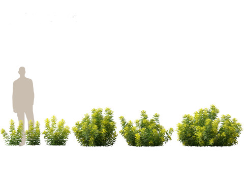 Pacote de arbustos floridos para jardim 47 Modelo 3D