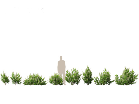 Pacote de arbustos floridos para jardim 47 Modelo 3D