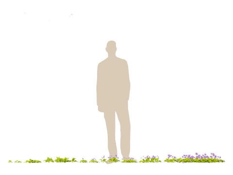 Groundcovers Pack 23 3D Model