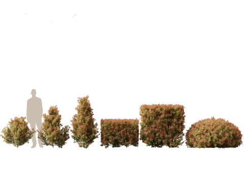 Pacchetto Piante da Siepe da Confine 26 Modello 3D