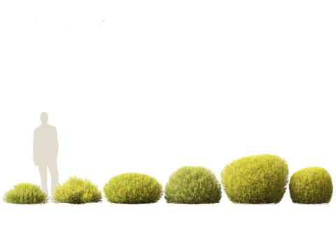 Pacchetto Piante da Siepe da Confine 26 Modello 3D