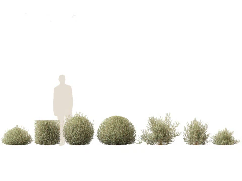 Pacchetto Piante da Siepe da Confine 26 Modello 3D