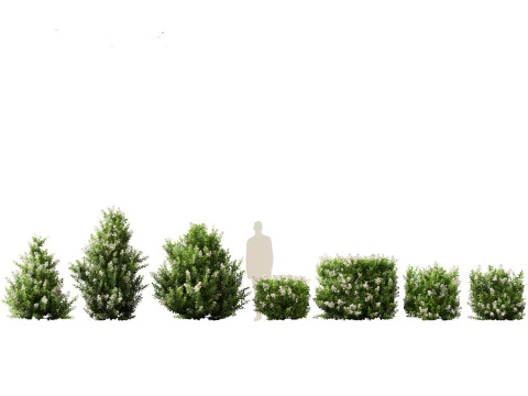 Pacchetto Piante da Siepe da Confine 26 Modello 3D