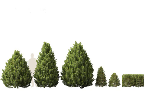 Pacchetto Piante da Siepe da Confine 26 Modello 3D