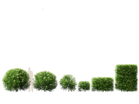 Pacchetto Piante da Siepe da Confine 26 Modello 3D