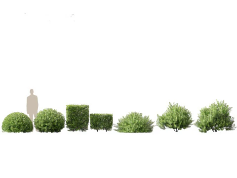 Pacchetto Piante da Siepe da Confine 26 Modello 3D