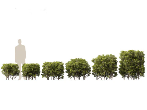 Pacchetto Piante da Siepe da Confine 26 Modello 3D