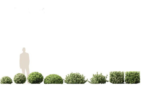 Pacchetto Piante da Siepe da Confine 26 Modello 3D