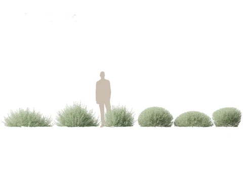 Pacchetto Piante da Siepe da Confine 26 Modello 3D