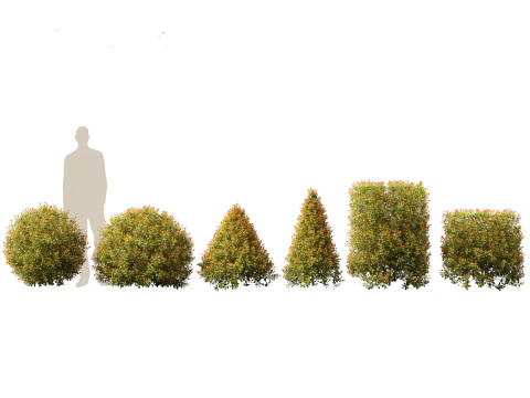 Pacchetto Piante da Siepe da Confine 26 Modello 3D