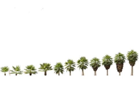 Island Tropics Pack 20 3D Model