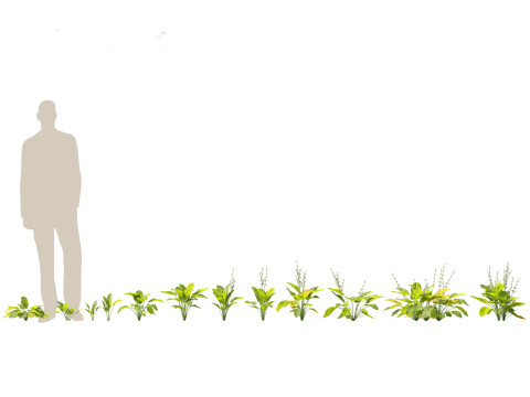 Pacote de Folhagem da Selva 16 Modelo 3D