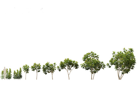 Pacote de Folhagem da Selva 16 Modelo 3D