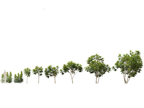 Jungle Foliage Pack 16 3D Model