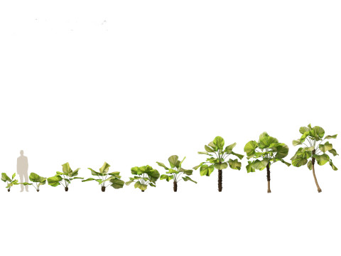 Pacote de Folhagem da Selva 16 Modelo 3D