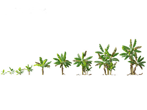 Pacote de Folhagem da Selva 16 Modelo 3D