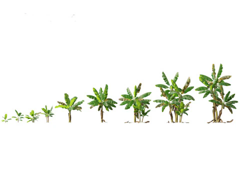 Jungle Foliage Pack 16 3D Model