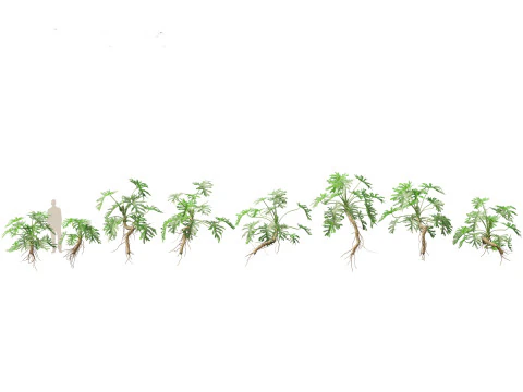 Jungle Foliage Pack 16 3D Model