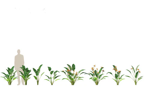 Jungle Foliage Pack 16 3D Model
